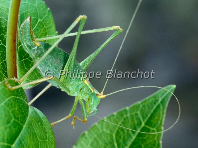 leptophyes punctatissima.JPG - Leptophyes punctatissimaSauterelle ponctuéeSpeckled bush cricketOrthoptera, TettigonidaeFrance